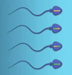 Recombination Prints: Genetic Recombination is the crossover of genetic material between chromosomes during spermatogenesis