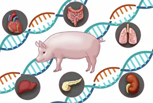 Intestines Prints: Genetically modified by CRISPR pig and human organs for Xenotransplantation