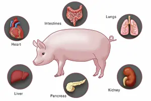 Intestines Prints: Genetically modified pig and human organs for Xenotransplantation