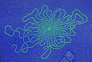 Microorganisms Prints: Genetics, DNA of Enterobacteria phage, TEM
