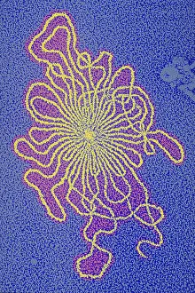 Microorganisms Prints: Genetics, DNA of Enterobacteria phage, TEM