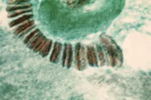 Flies Prints: Genetics, Drosophila Chromosome, light micrograph