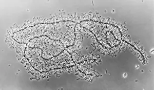 Non Human Prints: Genetics, Lampbrush Chromosomes, light micrograph