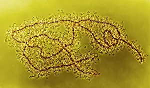 Non Human Prints: Genetics, Lampbrush Chromosomes, light micrograph