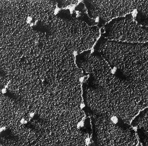 Acid Prints: Genetics, RNA Attached to DNA, TEM