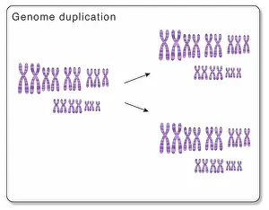 Mutation Prints: Whole Genome Duplication