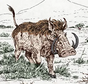 Prehistoric Prints: Genus Notochoerus, Suidae Family