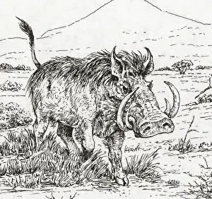 Prehistoric Prints: Genus Notochoerus, Suidae Family