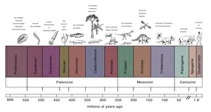 Geologic Prints: Geologic Time Line
1731984