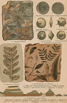 Prehistoric Prints: Geology and Paleontology, 1886