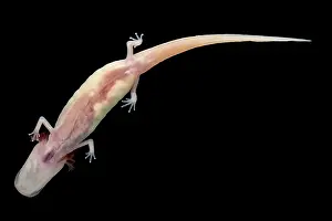 Breeding Prints: Georgia Blind Salamander (Eurycea wallacei)