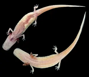 Breeding Prints: Georgia Blind Salamander (Eurycea wallacei)