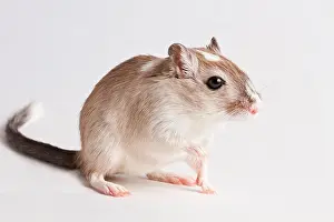 Rodentia Prints: Gerbil (Gerbillinae)