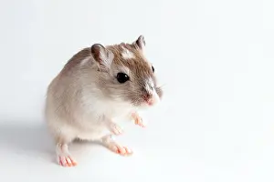 Rodentia Prints: Gerbil (Gerbillinae)
