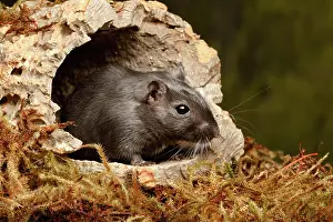 Rodentia Prints: Gerbil hiding in cork round