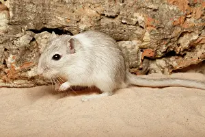 Rodentia Prints: Gerbil on Sand