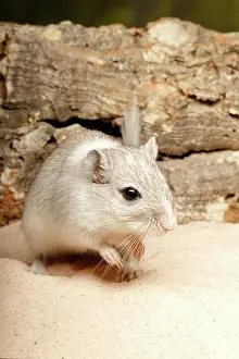 Rodentia Prints: Gerbil on Sand
