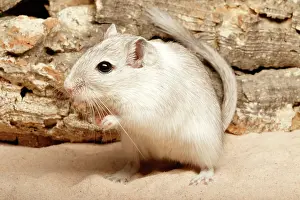 Rodentia Prints: Gerbil on Sand