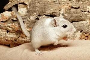 Rodentia Prints: Gerbil on Sand