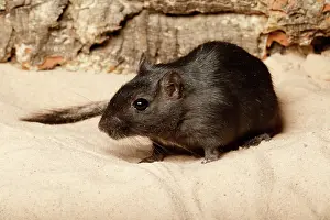 Rodentia Prints: Gerbil on Sand