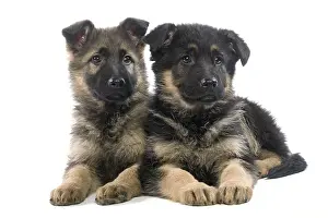 Studio Prints: German Shepherd Puppies