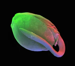 Nature, History, Science Prints: Germinating Marijuana Seed