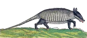 Animalium Prints: Gessner, Armadillo, 16th Century