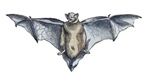 Zoology Prints: Gessner, Bat, 16th Century