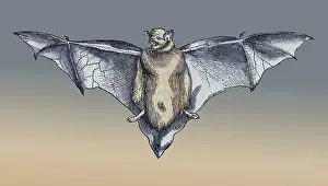 Woodcut Prints: Gessner, Bat, 16th Century
