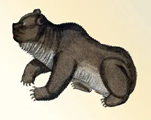 Animalium Prints: Gessner, Bear, 16th Century