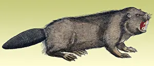 Nocturnal Prints: Gessner, Beaver, 16th Century