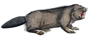 Nocturnal Prints: Gessner, Beaver, 16th Century