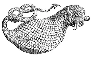 Folklore Prints: Gessner, Boas, Legendary Creature