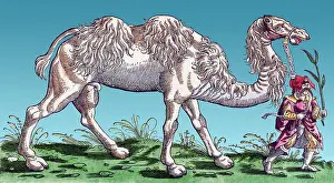 Camel Prints: Gessner, Camel, 16th Century