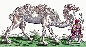 Animalium Prints: Gessner, Camel, 16th Century