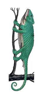 Chameleon Prints: Gessner, Chameleon, 16th Century