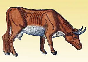 Cattle Prints: Gessner, Cow, 16th Century