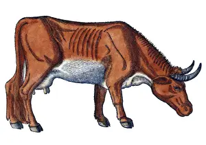 16th Prints: Gessner, Cow, 16th Century