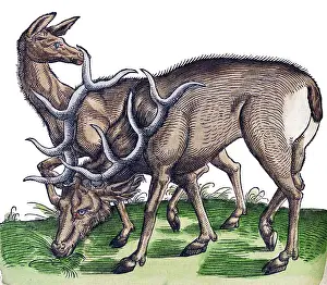 Gessner Prints: Gessner, Deer, 16th Century