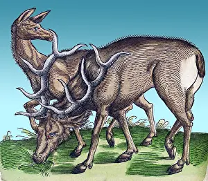 Zoology Prints: Gessner, Deer, 16th Century