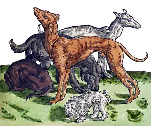 Animalium Prints: Gessner, Dogs, 16th Century