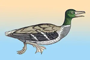 Animalium Prints: Gessner, Duck, 16th Century