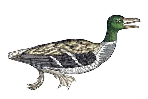 Zoology Prints: Gessner, Duck, 16th Century
