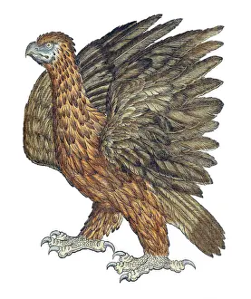Animalium Prints: Gessner, Eagle, 16th Century