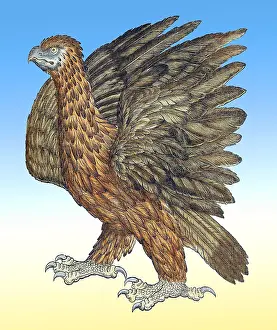 Animalium Prints: Gessner, Eagle, 16th Century