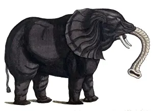 Elephants Prints: Gessner, Elephant, 16th Century