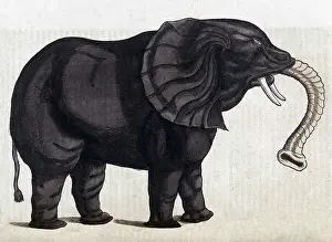Animalium Prints: Gessner, Elephant, 16th Century