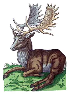 Canadensis Prints: Gessner, Elk, 16th Century