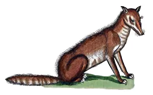 Foxes Prints: Gessner, Fox, 16th Century