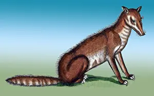 Zoology Prints: Gessner, Fox, 16th Century